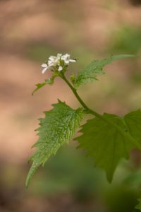 Les jeunes feuilles de l’Alliaire officinale ont un léger goût d’ail … en les froissant, on perçoit aussi leur odeur.