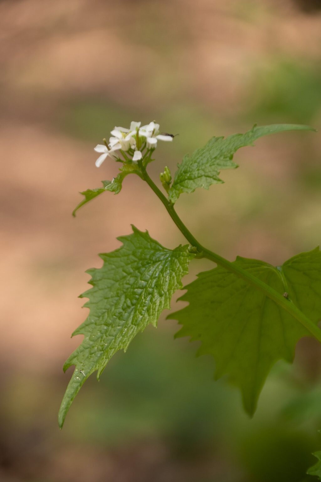 Les jeunes feuilles de l’Alliaire officinale ont un léger goût d’ail … en les froissant, on perçoit aussi leur odeur.